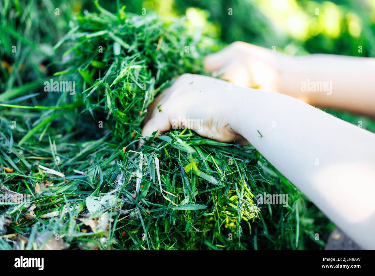 Cropped Nahaufnahme menschliche Hände halten grüne frische natürliche Schnitt Gras , Kompost als Öko-Dünger, Bio-Pflanzen für den Boden. Stockfoto