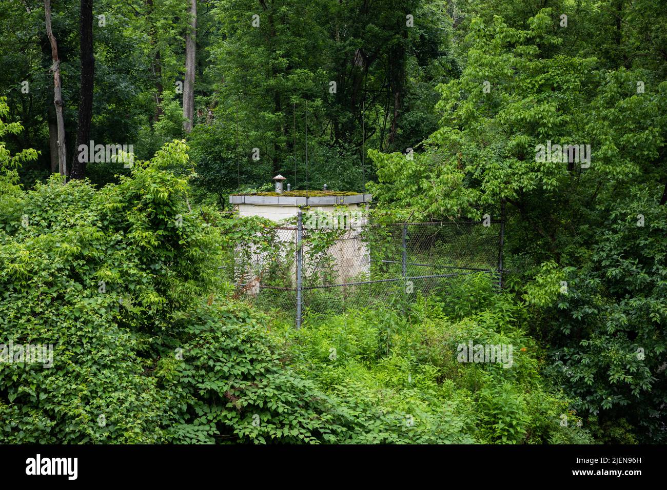 Altes verlassene Gebäude im überwucherten Wald Stockfoto