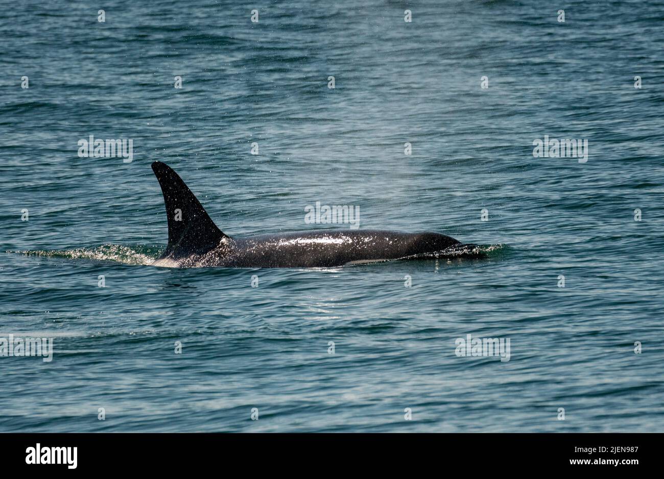 Dunkle Flosse von Orca-Walen, die durch das Wasser von Resurrection Bay Seward Alaska schneiden Stockfoto