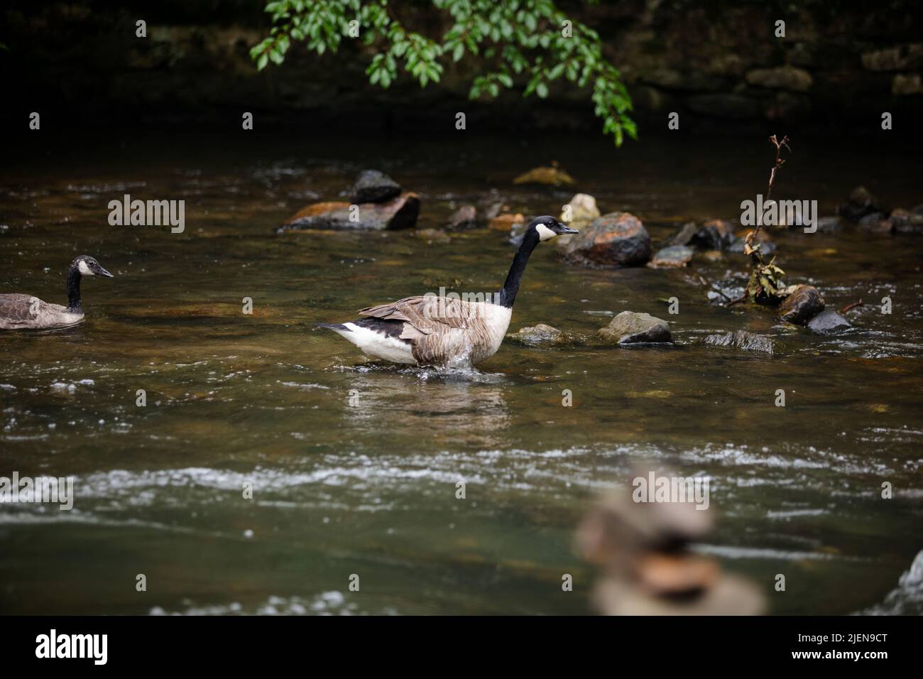 Neugierige Gänse schwimmen im sanft fließenden Fluss Stockfoto