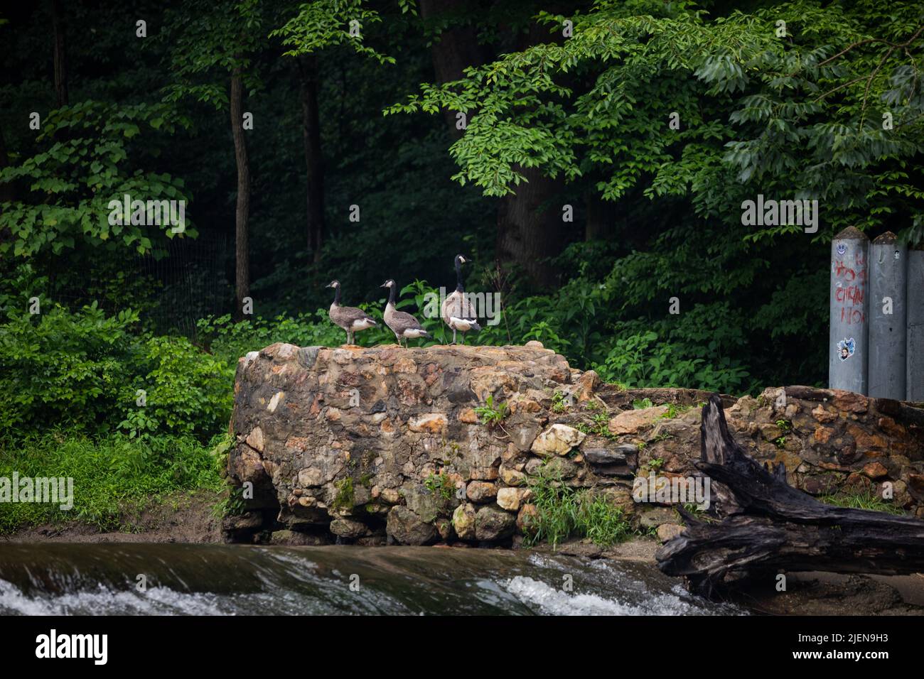 Neugierige Gänse schwimmen im sanft fließenden Fluss Stockfoto