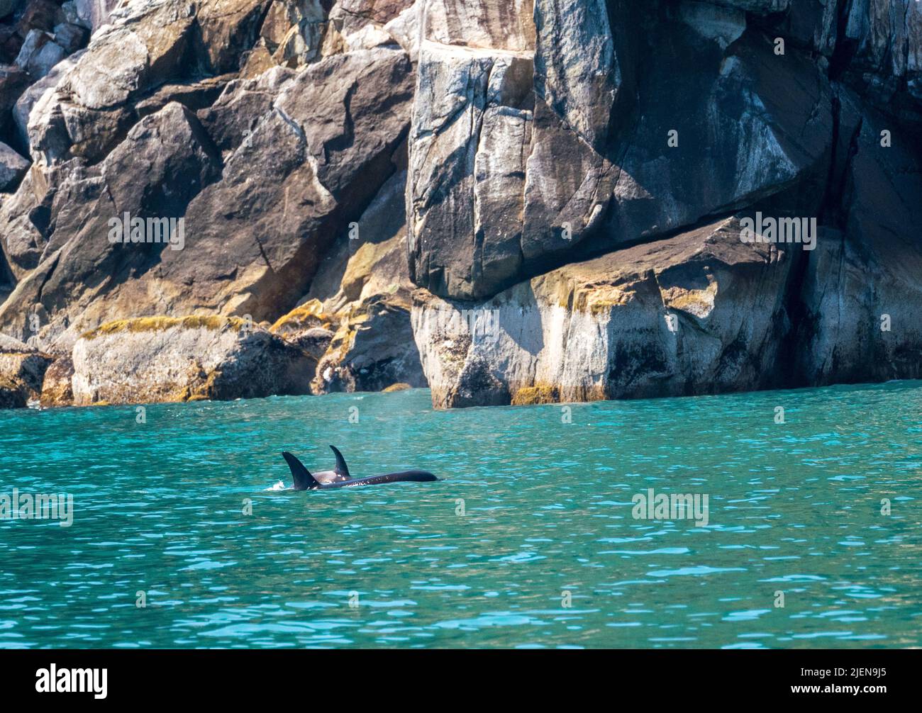 Dunkle Flosse von Orca-Walen, die durch das Wasser von Resurrection Bay Seward Alaska schneiden Stockfoto