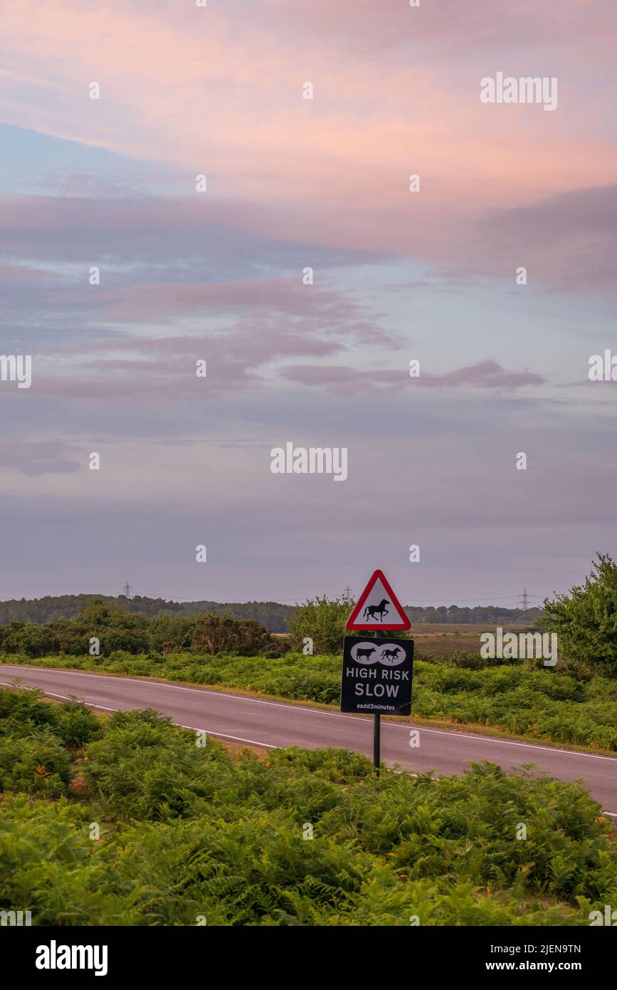 Hohes Risiko von Tieren auf der Straße Warnschild in der Abenddämmerung auf einer New Forest Straße, Hampshire, Großbritannien Stockfoto