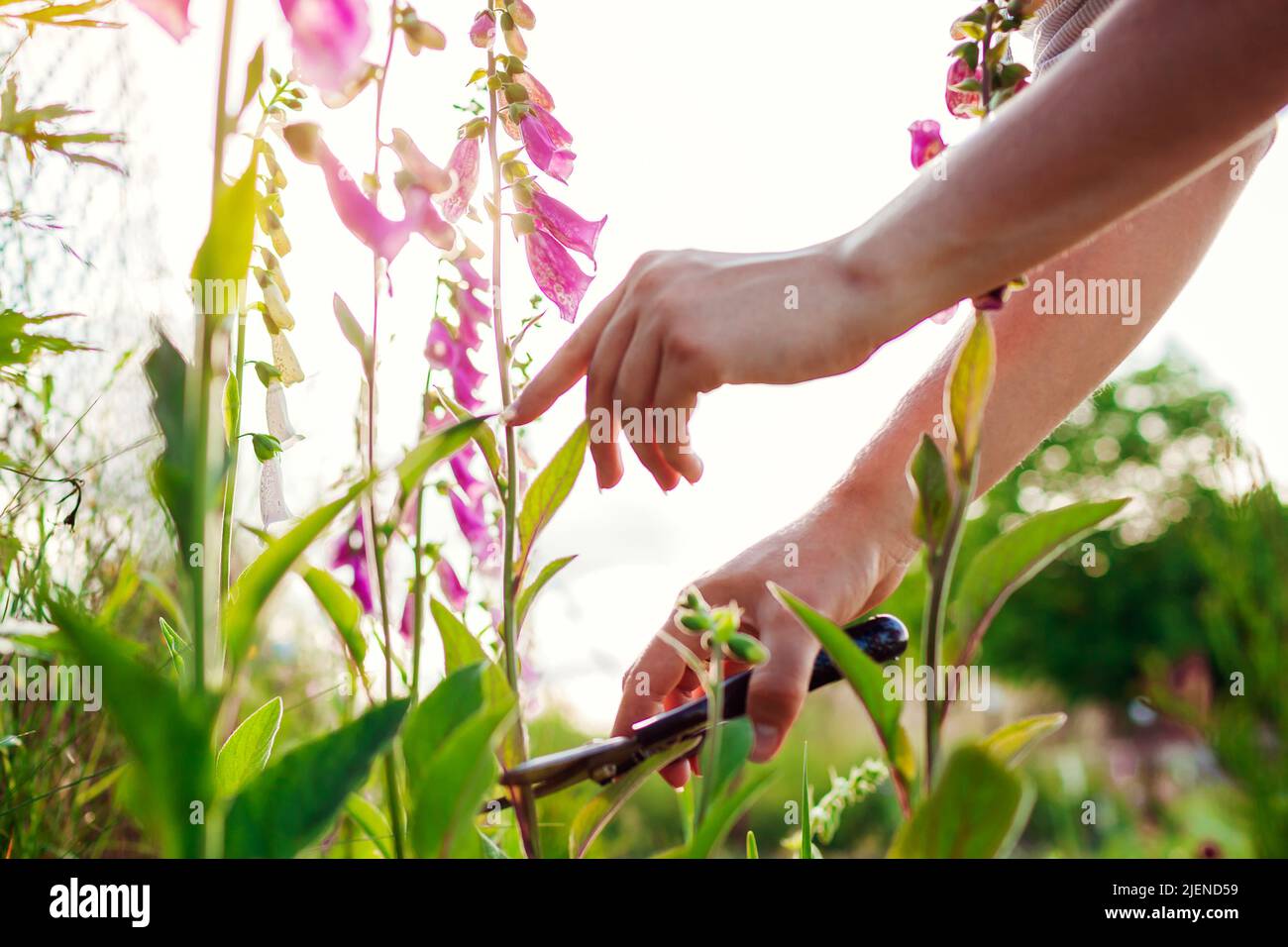 Blumenbauer schneidet im Sommergarten mit dem Baumschneider die Blumen mit den Handschuhen ab. Digitalis in Blüte. Blüten pflücken Stockfoto