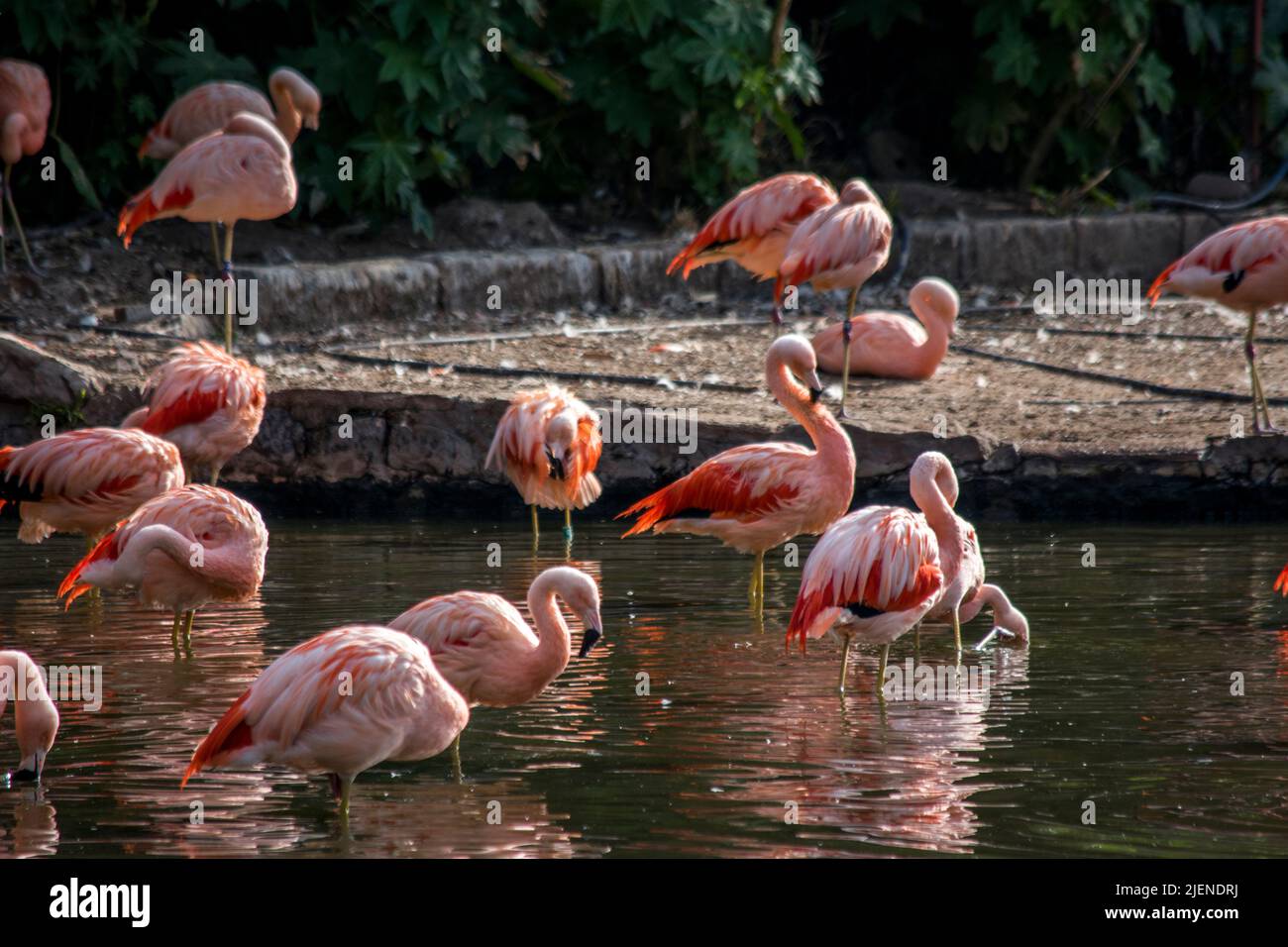 Flamingos am Seeufer Stockfoto