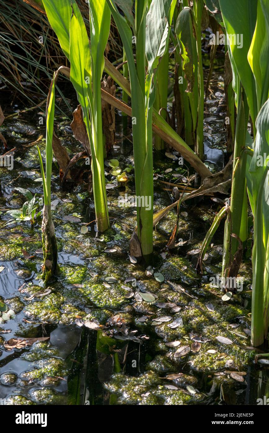 Fotografie von Wasserpflanzen. Hosen des Teichs Stockfoto