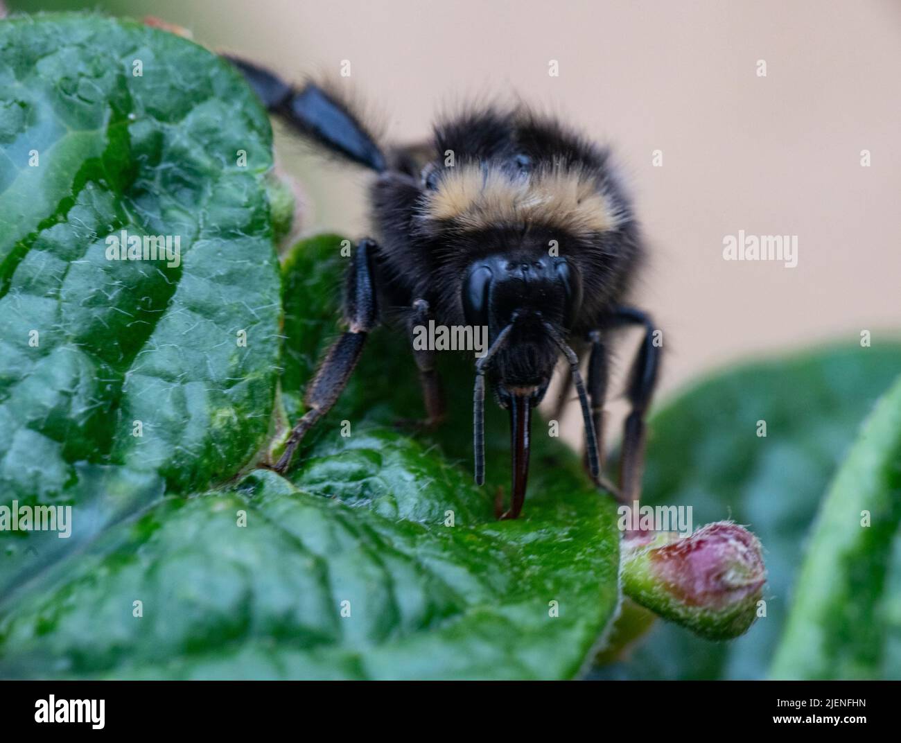 Eine britische Bumblebee mit einer langen Zunge, die zuckerhaltiges Wasser aus einer Pflanze leckt. Die Biene sah sehr verziehen aus und bewegte sich nicht wie die anderen Bienen auf der Stockfoto