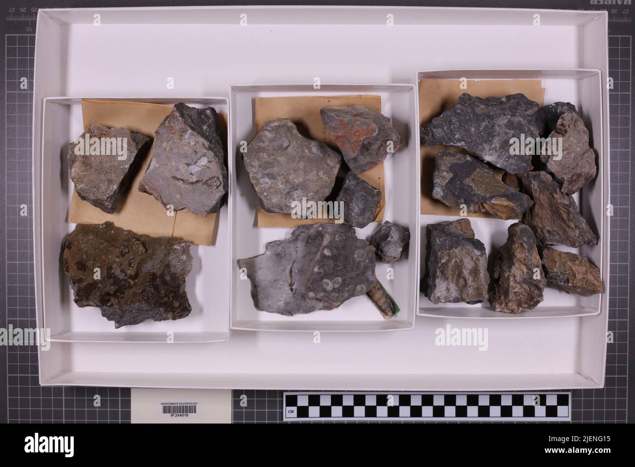 Gemischte Taxa, stratigraphische Sammlung. Accn: 0801; 1922; 7493; Stockfoto