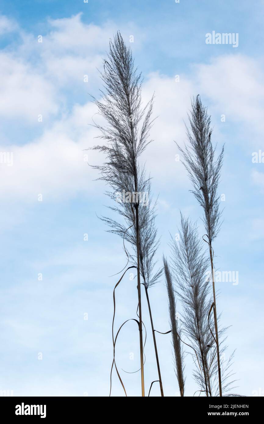 Detail der Pflanze Cortaderia selloana Stockfoto