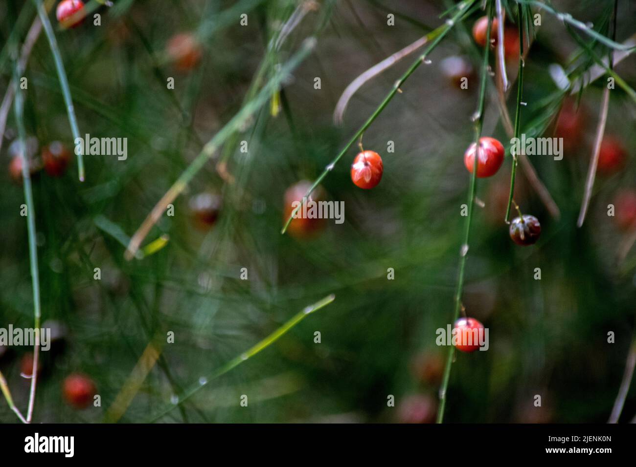 Rote Früchte der Pflanze Stockfoto