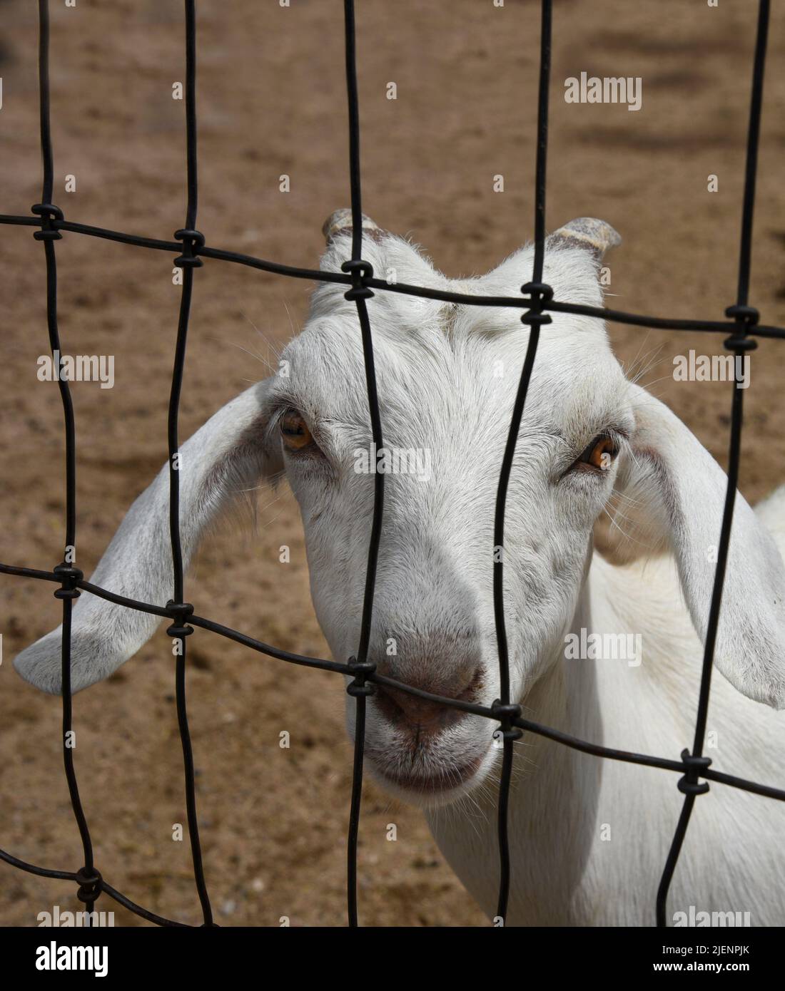 Eine Ziege schieert durch den Zaun eines privaten Streichelzoo in der kleinen, ehemaligen Bergbaustadt Cerrillos in New Mexico in der Nähe von Santa Fe. Stockfoto