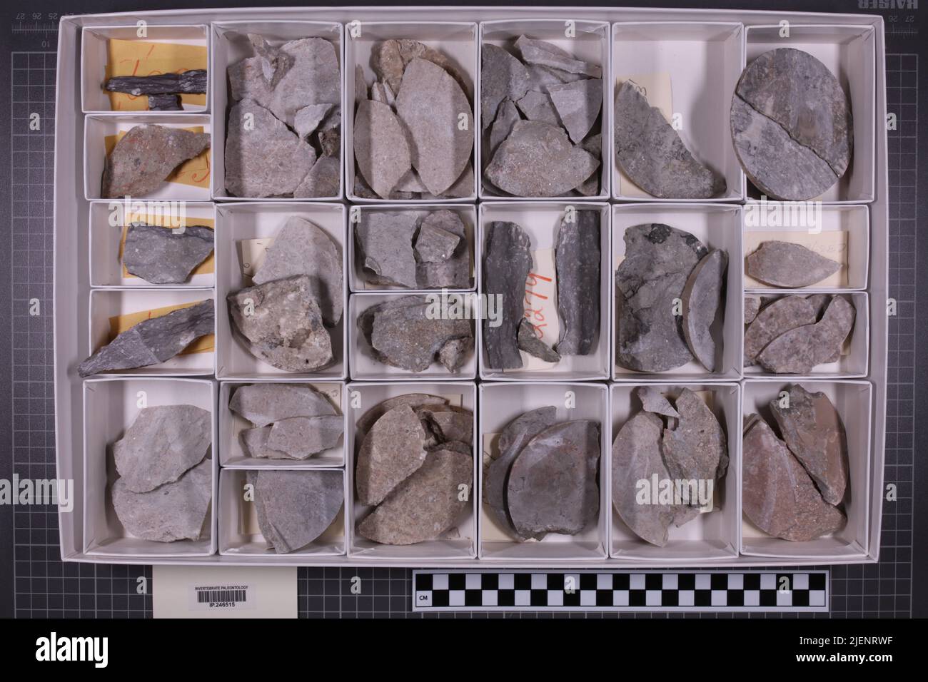 Gemischte Taxa, stratigraphische Sammlung. Stockfoto