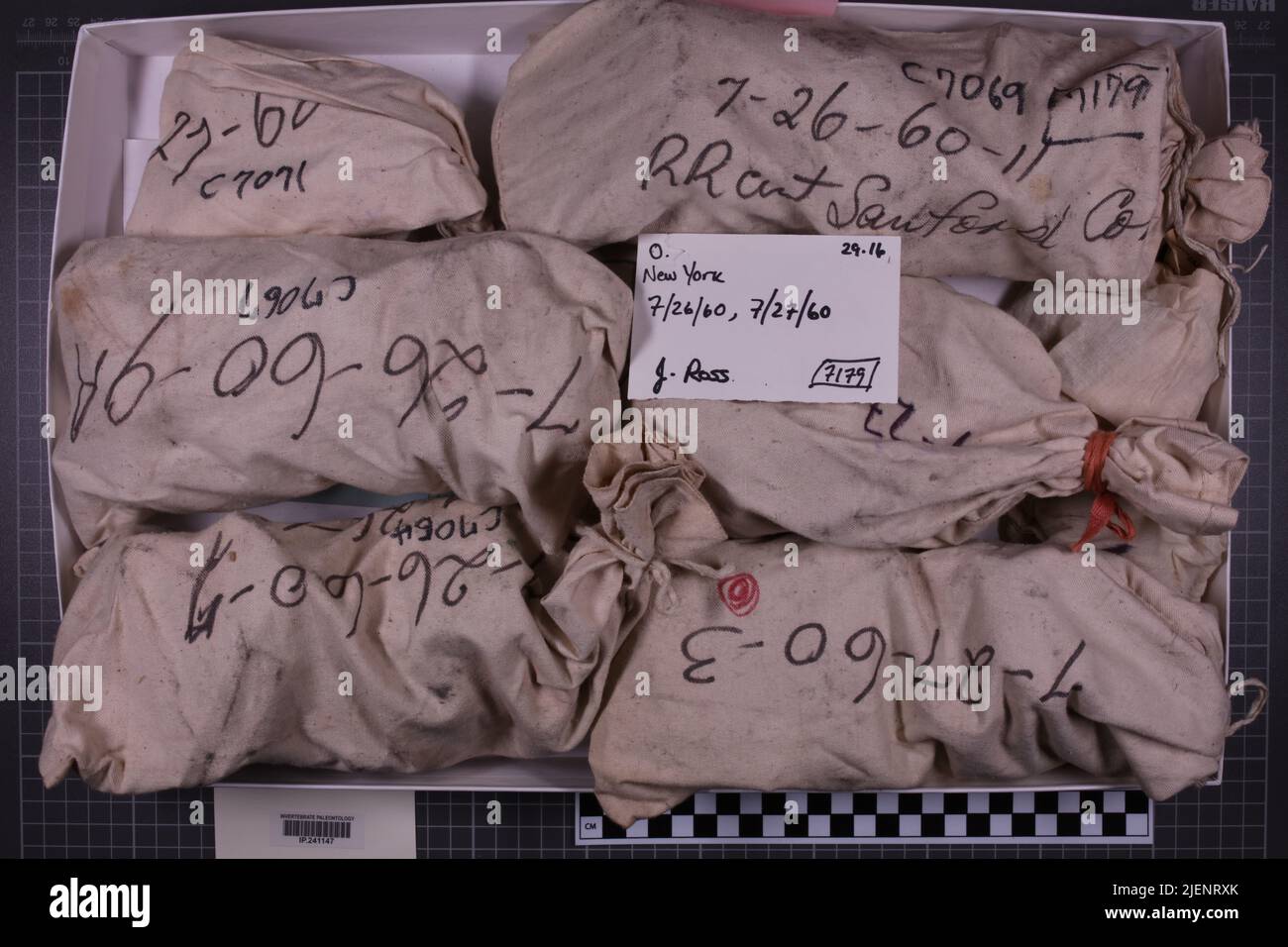 Gemischte Taxa, stratigraphische Sammlung. Accn: 7179; Stockfoto