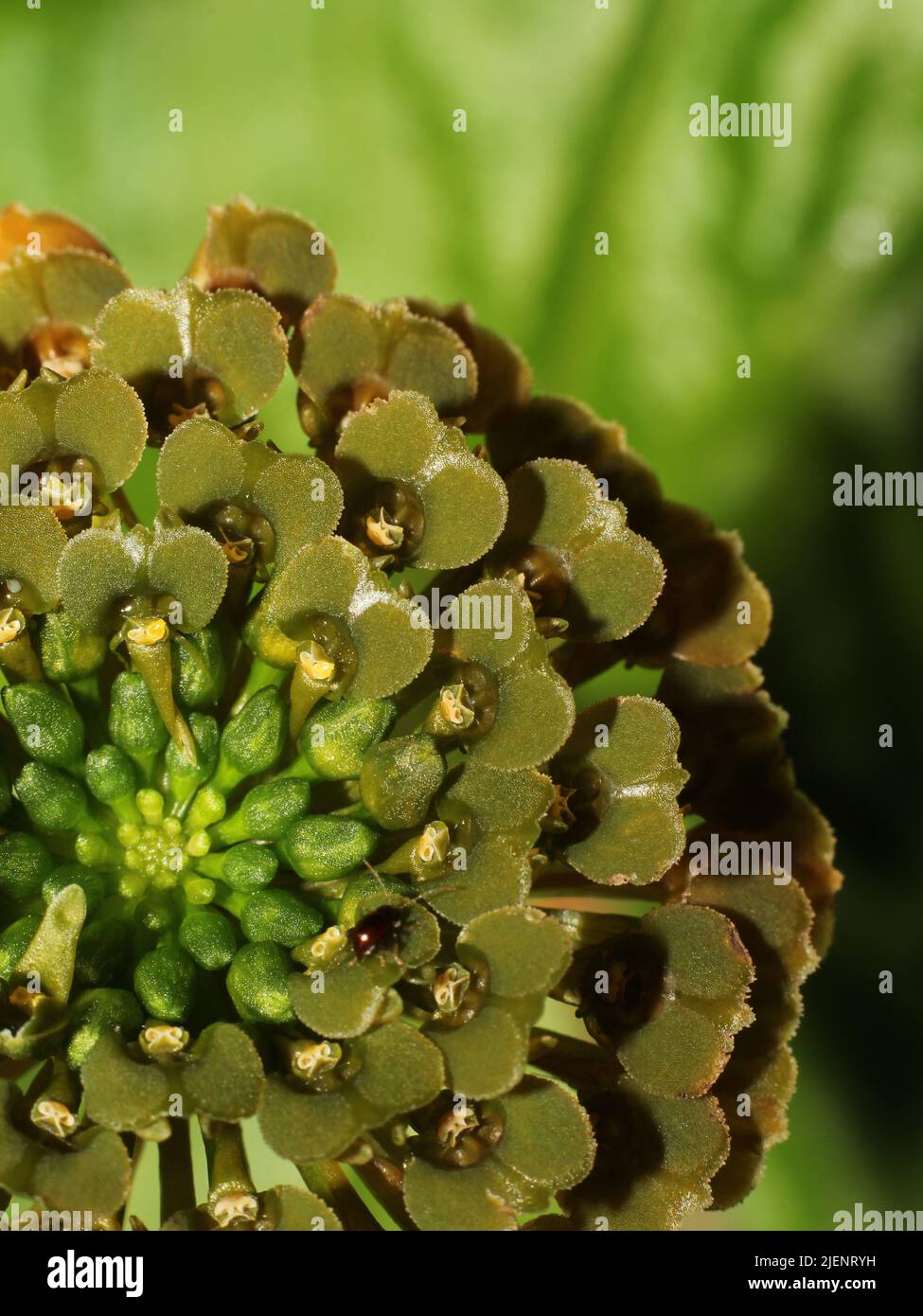 Terrestrische Orchidee Malaxis wercklei aus dem Hochland von Costa Rica Stockfoto