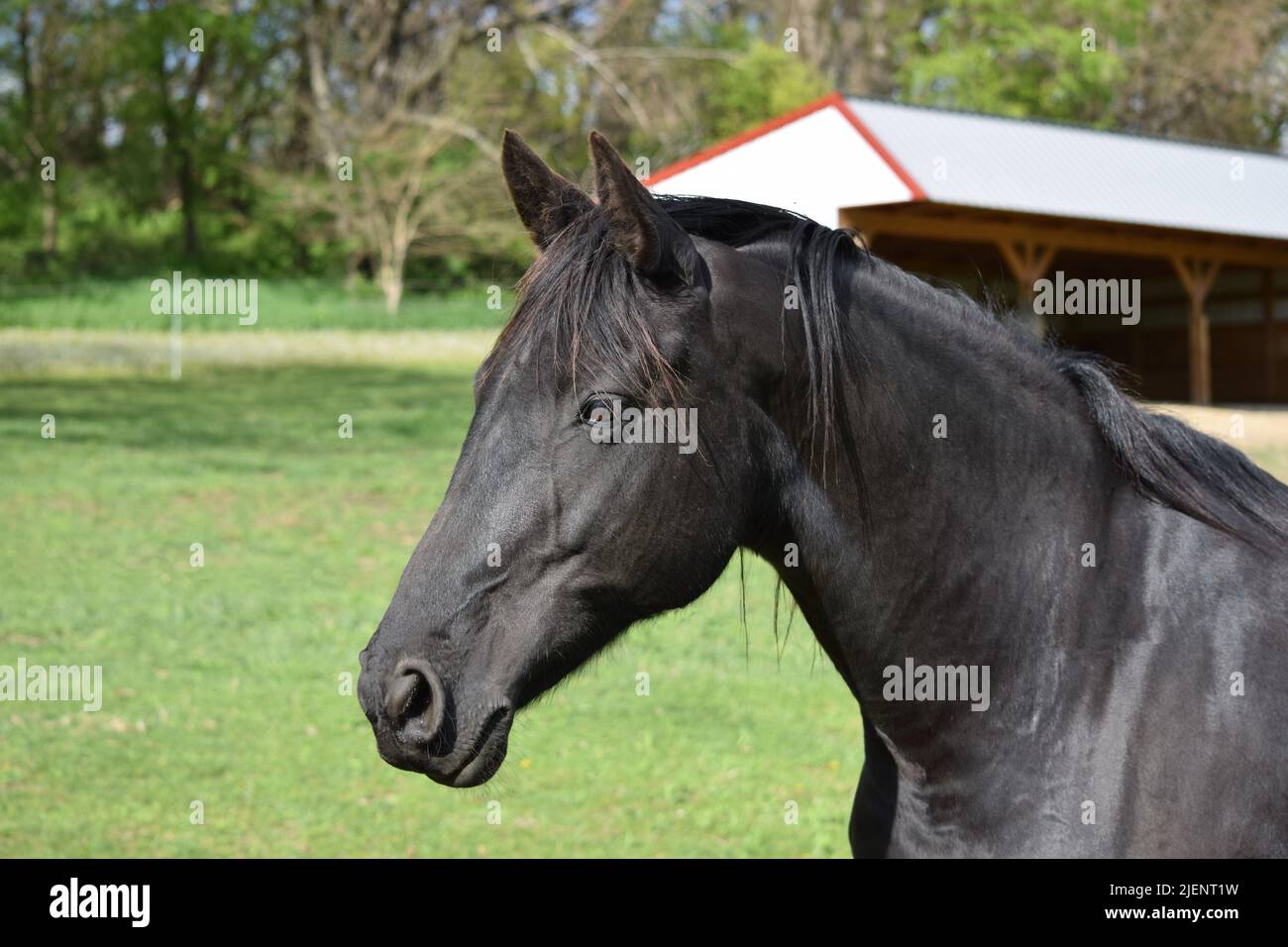 Nahaufnahme eines schwarzen Pferdes auf einem Feld auf einer Reiterhof im Südwesten von Wisconsin Stockfoto