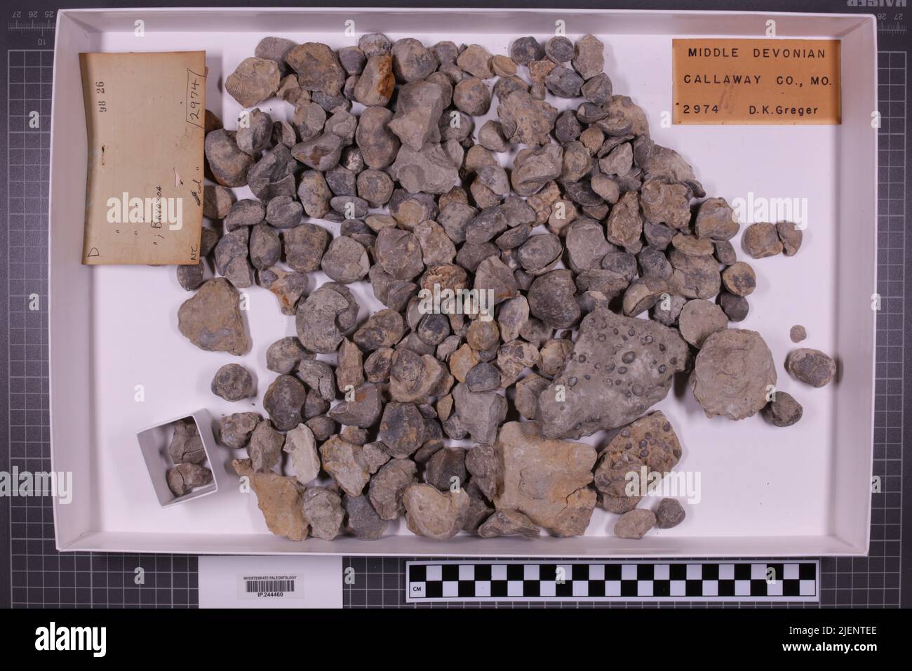 Gemischte Taxa, stratigraphische Sammlung. Accn: 2974; Stockfoto