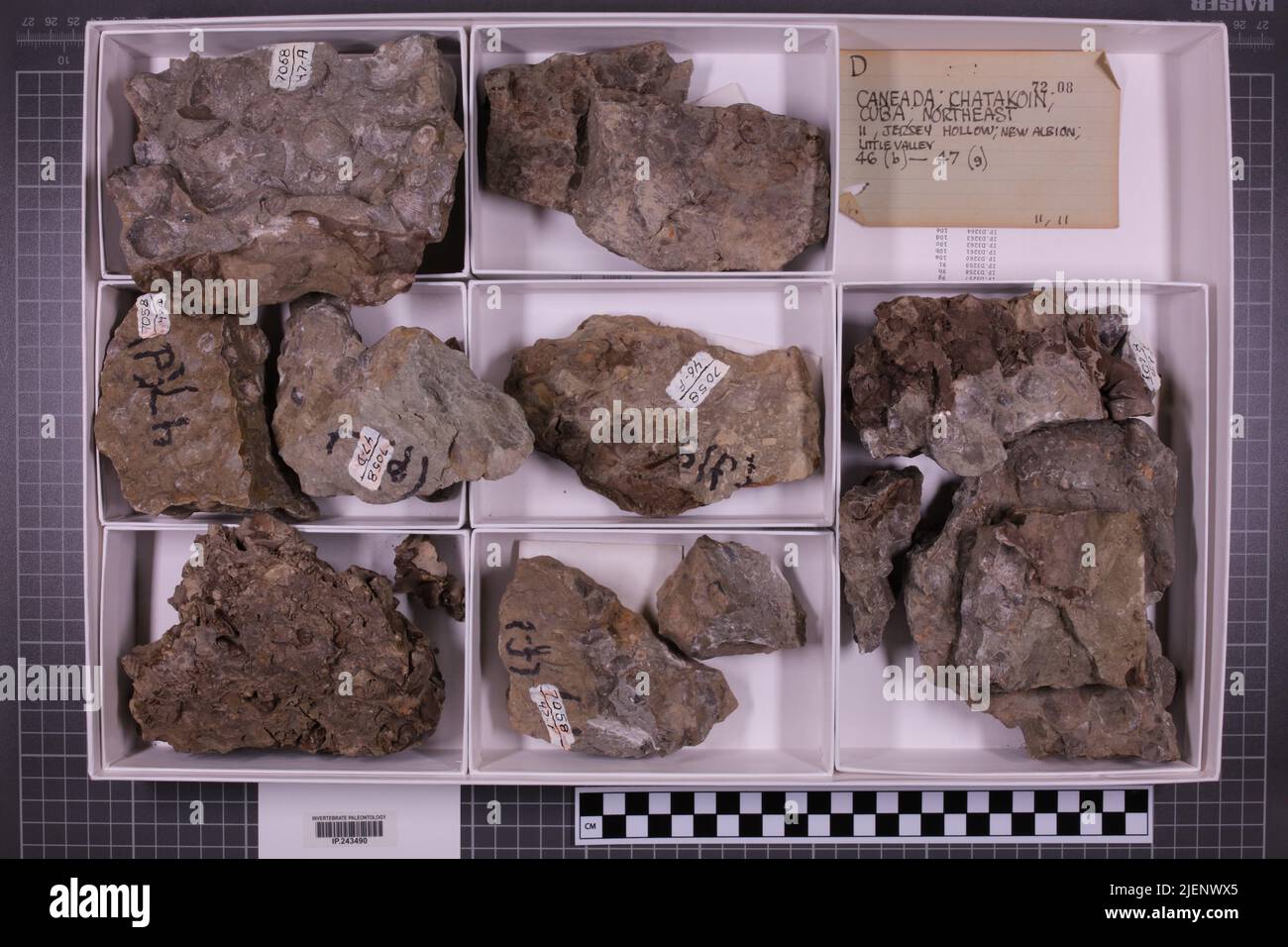 Gemischte Taxa, stratigraphische Sammlung. Accn: 6342; Stockfoto