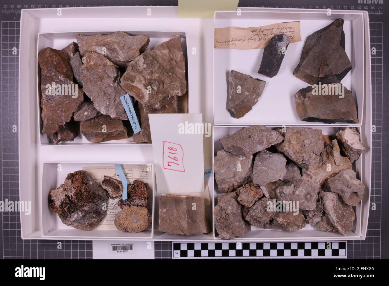Gemischte Taxa, stratigraphische Sammlung. Accn: 7618; Stockfoto