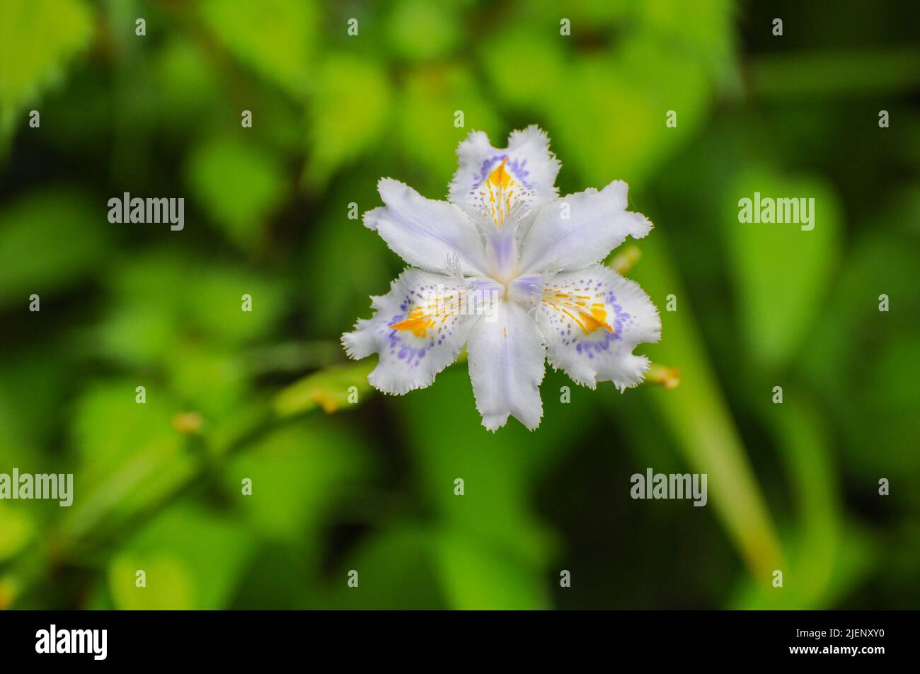 Blume in einem Gebiet in der Nähe des Ashinoko-Sees in Hakone, Präfektur Kanagawa, Japan. Stockfoto