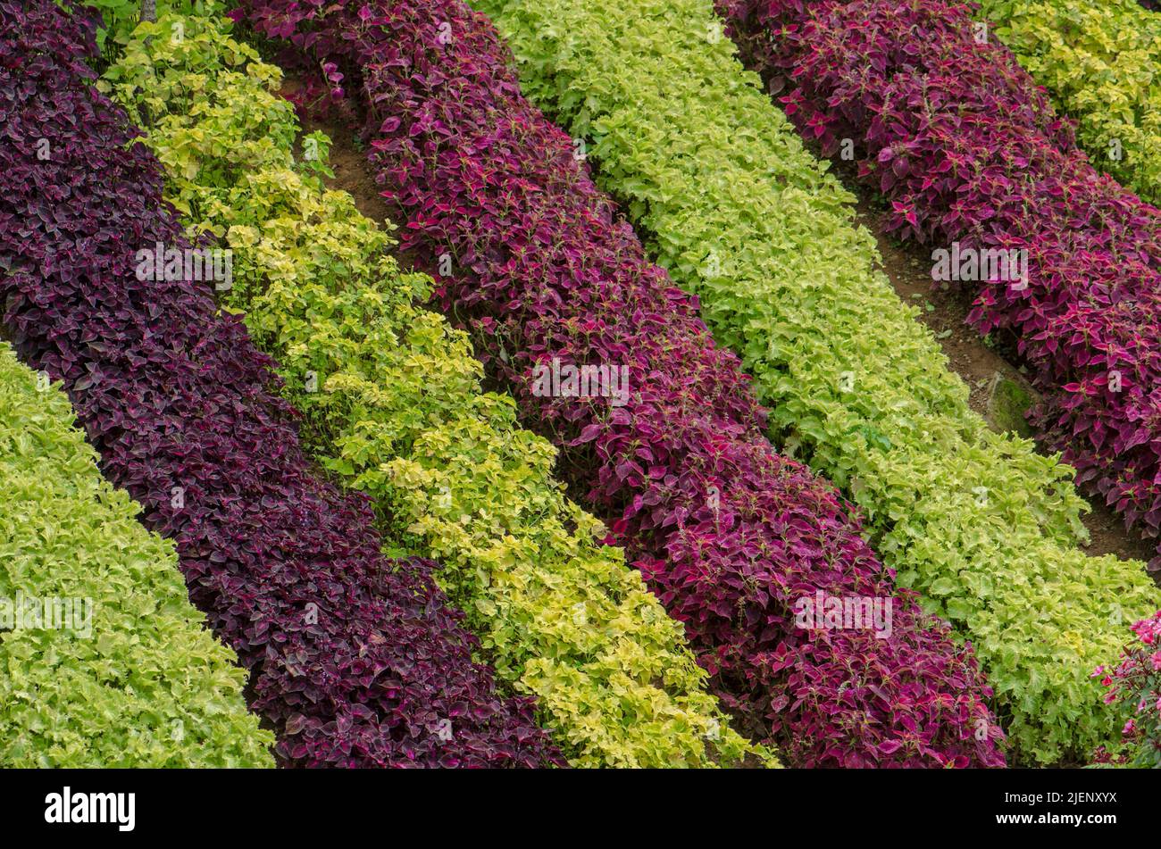 coleus blumei Pflanze in Streifen über den Garten angeordnet Stockfoto