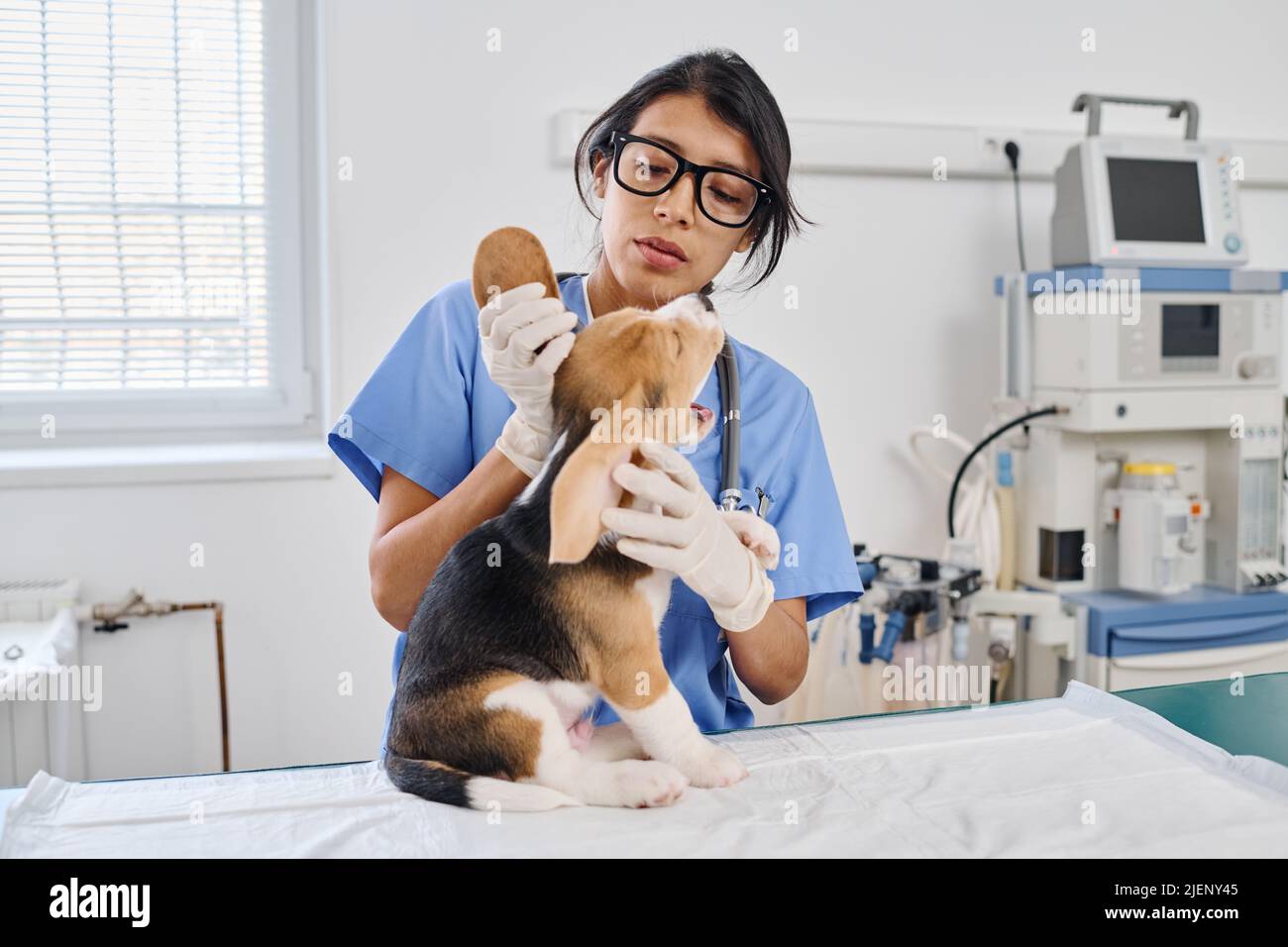 Hispanische Frau, die als Tierarzt in einem modernen Tierkrankenhaus arbeitet und Haut und Ohren eines kleinen Welpen untersucht Stockfoto