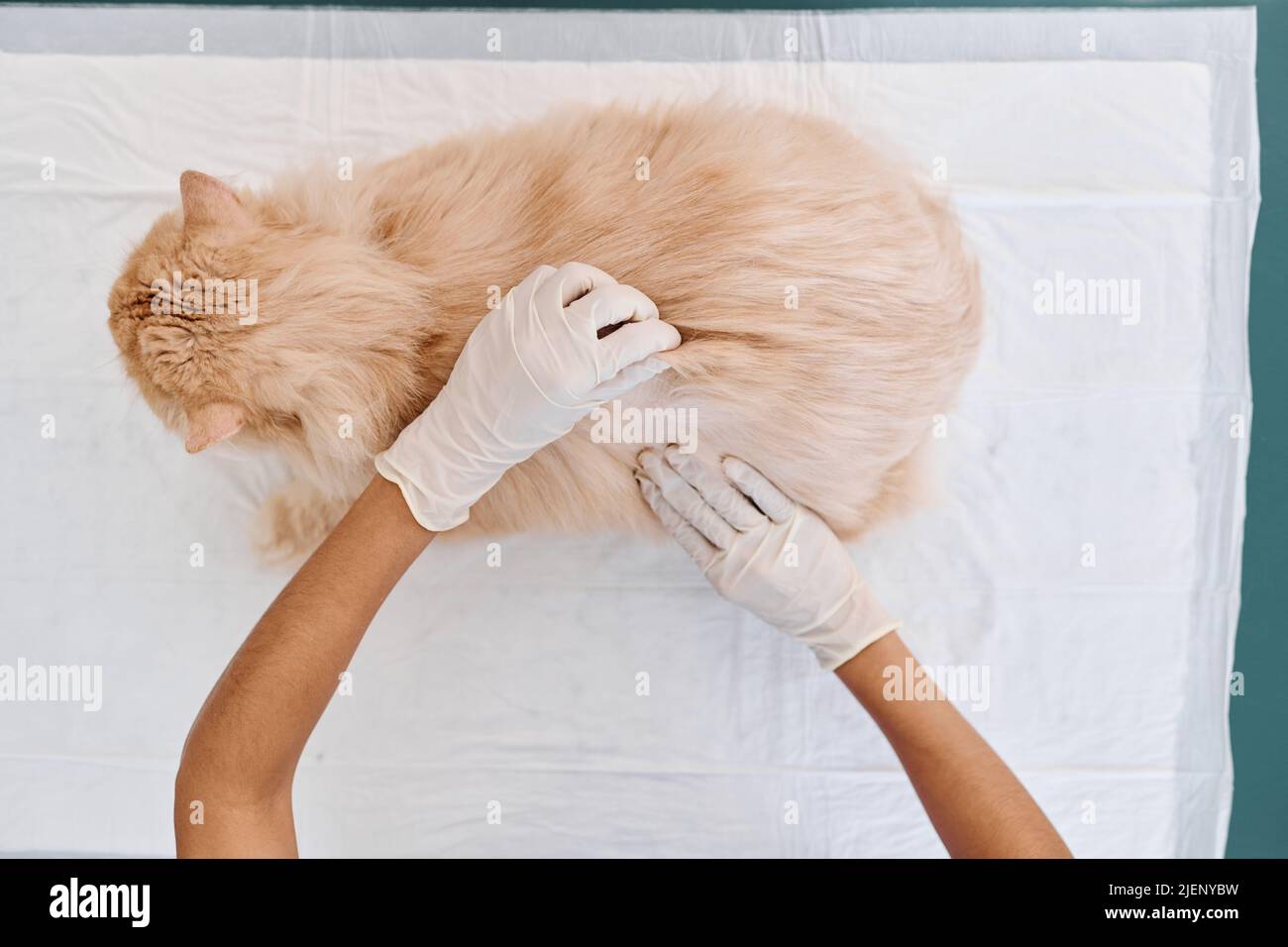 Aus der oberen Ansicht Aufnahme von nicht erkennbaren Tierarzt trägt schützende Latexhandschuhe Palpating Katze während der Gesundheits-Check-up-Termin Stockfoto