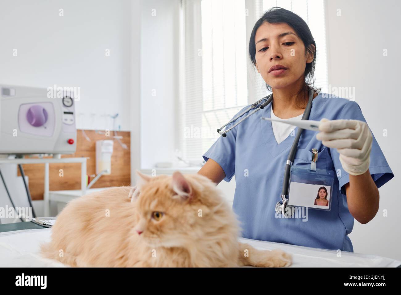 Professioneller Tierarzt, der mit einem elektronischen klinischen Thermometer die flauschige Ingwerkatze medizinisch untersuchen kann Stockfoto