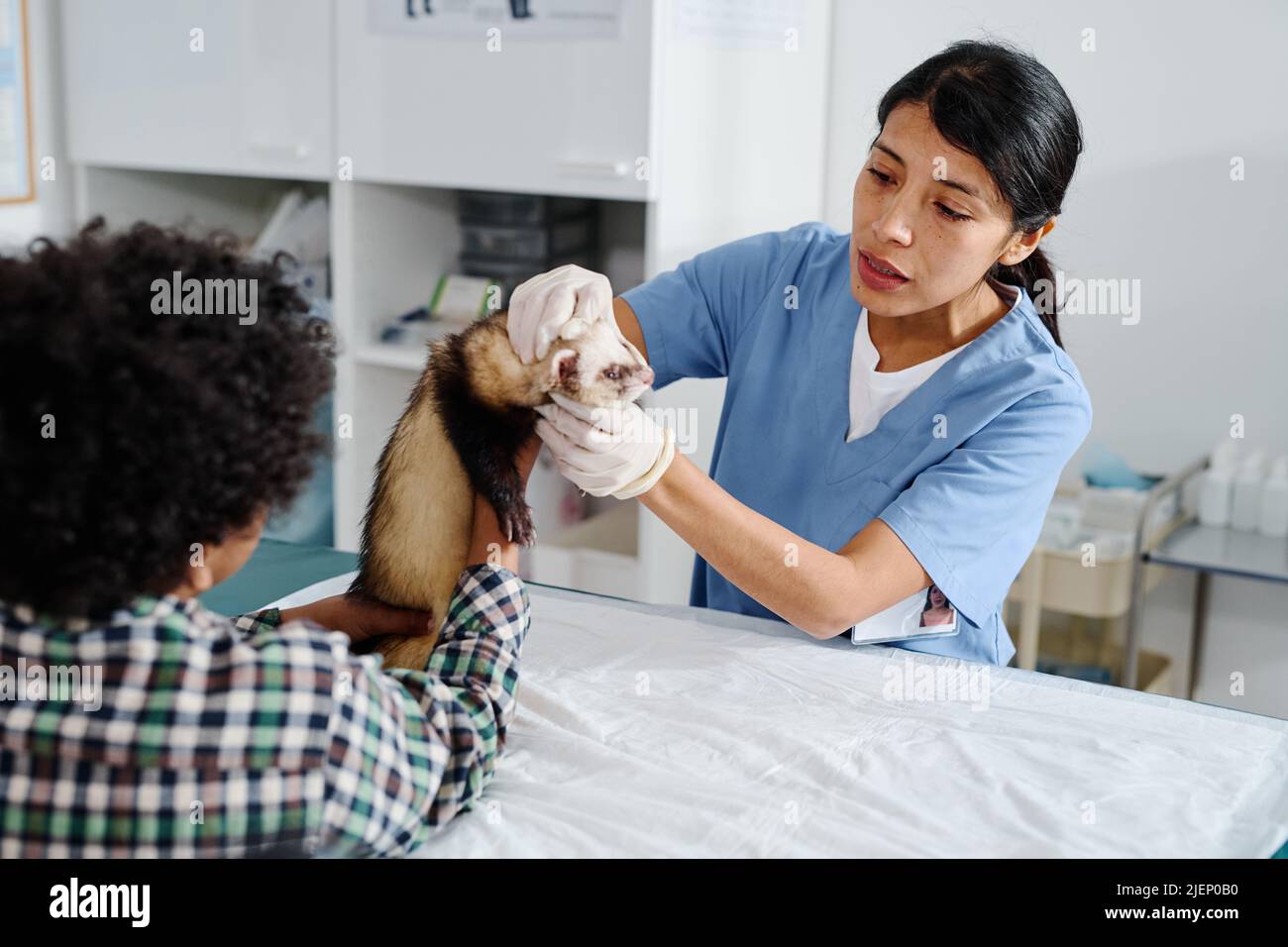 Afroamerikanisches Kind, das sein Frettchen hält, hilft dem hispanischen Tierarzt, es während der medizinischen Vorkontrolle in der Klinik zu ertasten Stockfoto