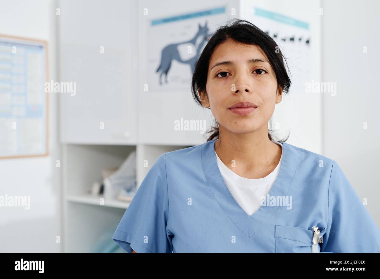 Mittelgroßes Nahaufnahme-Porträt einer jungen erwachsenen hispanischen Frau, die in der Tierarztklinik arbeitet und im Untersuchungsraum steht und die Kamera anschaut Stockfoto