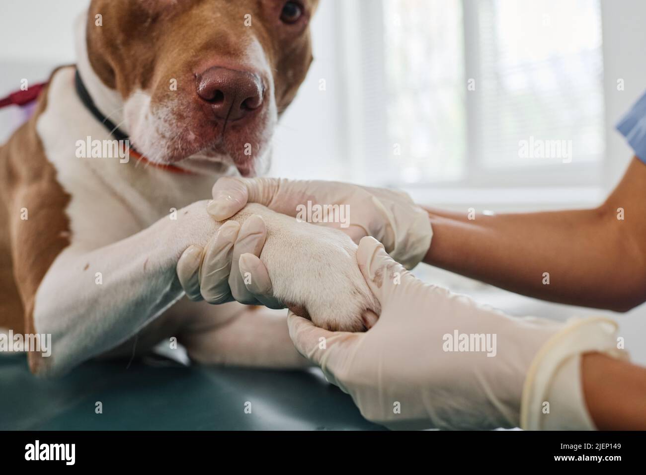 Mittlere Nahaufnahme von nicht erkennbaren veterinärmedizinischen Palpieren Hunde Pfote während der Verabredung in der Klinik Stockfoto