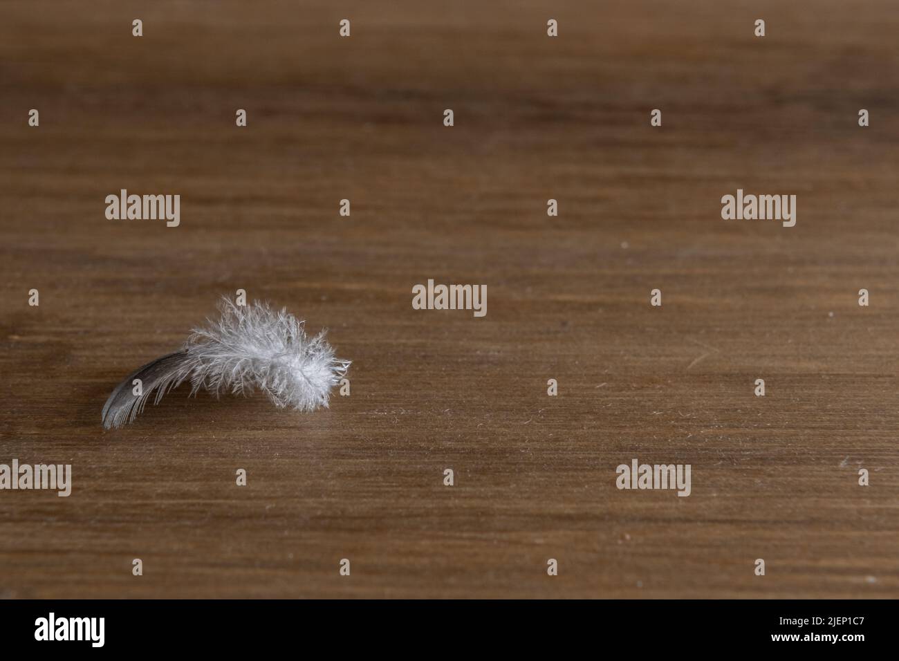 Weiße und graue Federn auf Holz mit Naturhintergrund Stockfoto