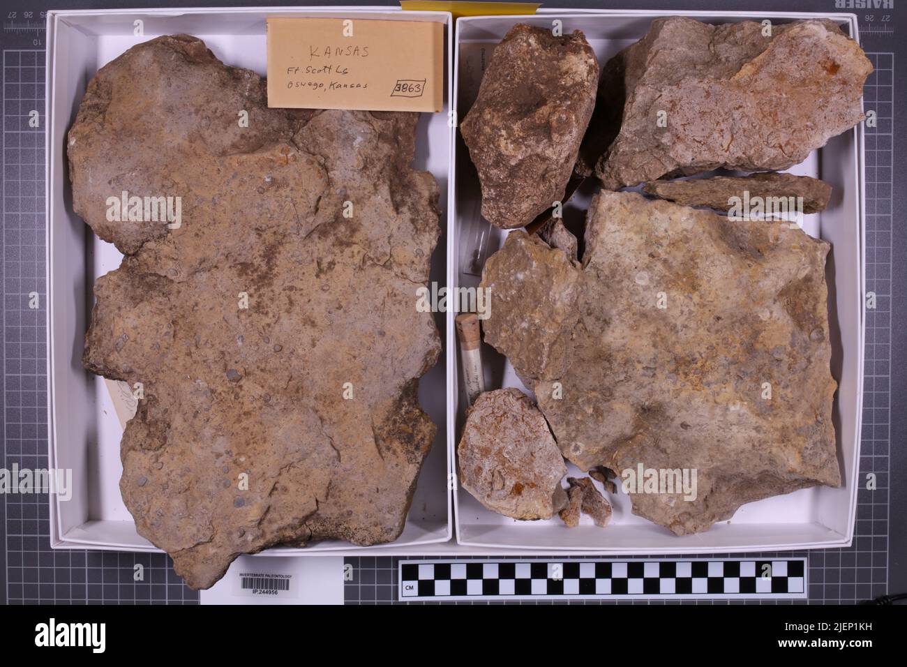 Gemischte Taxa, stratigraphische Sammlung. Accn: 3863; Stockfoto