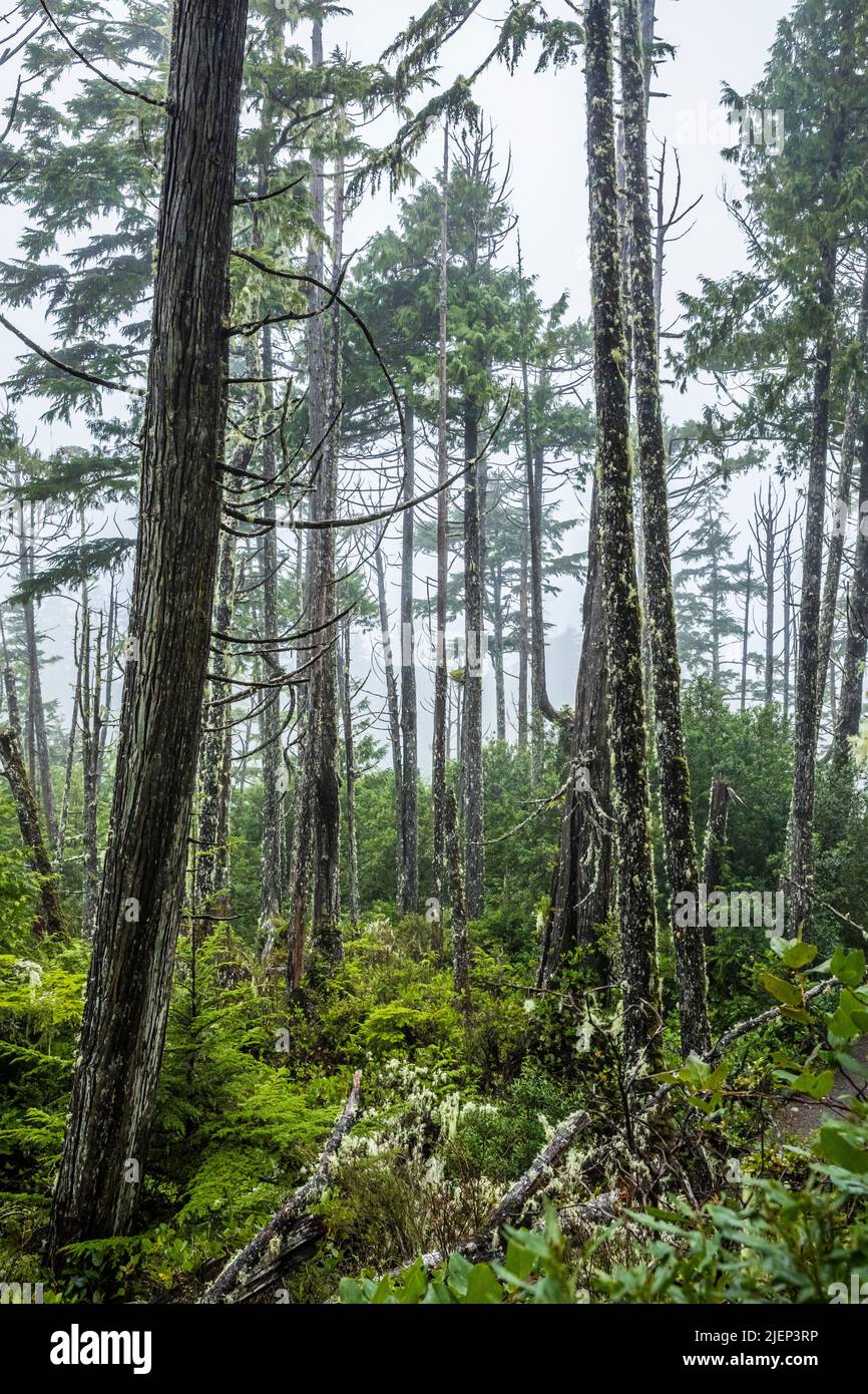 Küstenwald entlang des Wild Pacific Trail in der Nähe von Ucluelet, BC, Kanada. Stockfoto