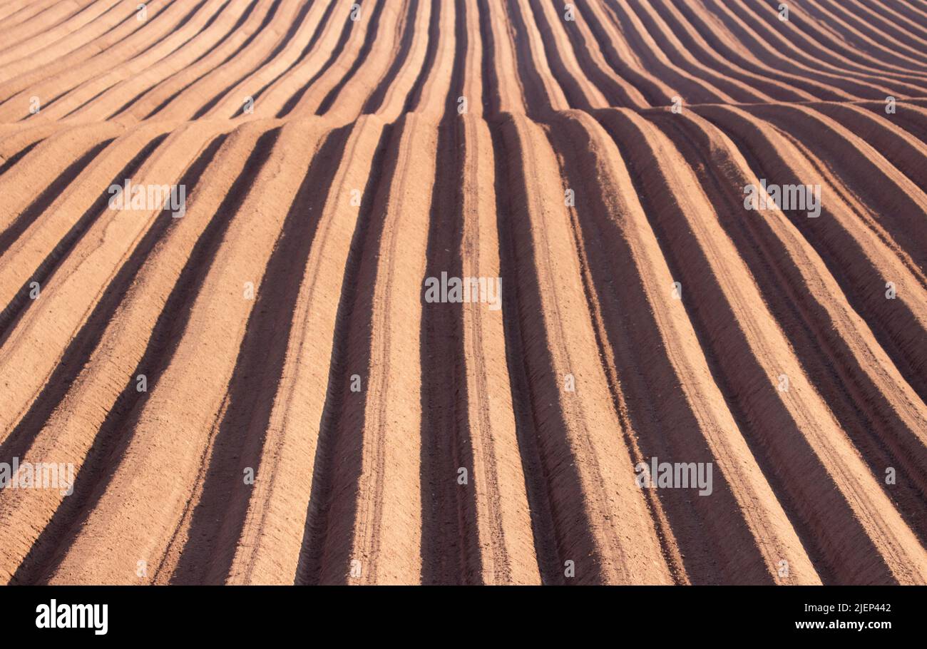 Detaillierte Linien eines Devon-Feldes, bereit für die Pflanzung von Gemüsepflanzen Stockfoto