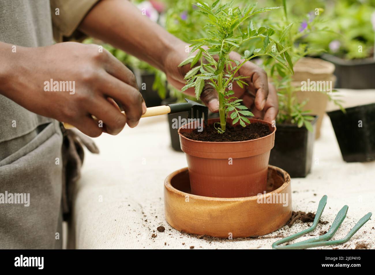 Nahaufnahme des Menschen mit Rechen, um den Boden im Topf der transplantierten grünen Pflanze zu lockern Stockfoto