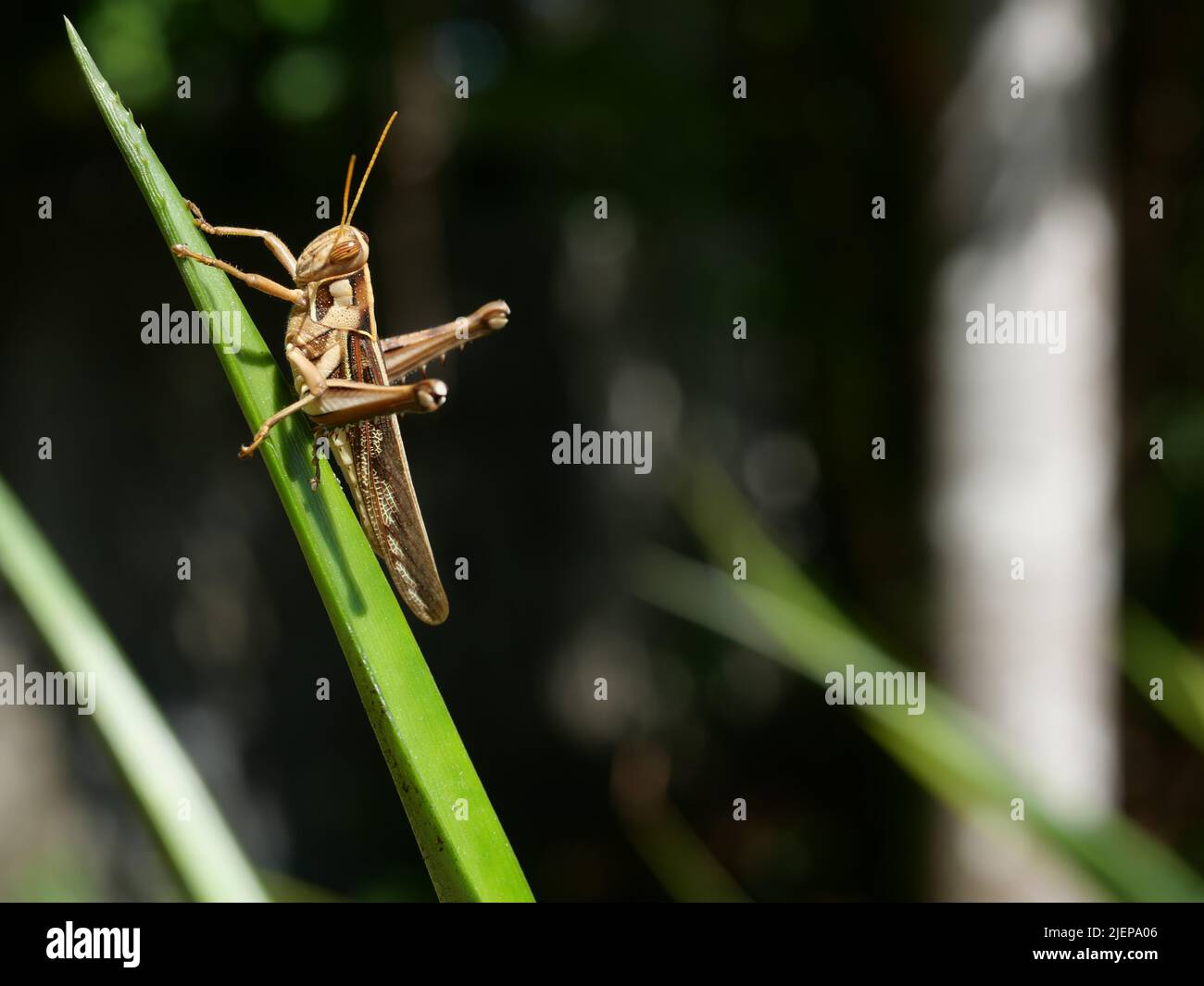 Brown Grasshopper, Bombay Locust auf grünem Blattbaum mit natürlichem schwarzem Hintergrund, Thailand Stockfoto