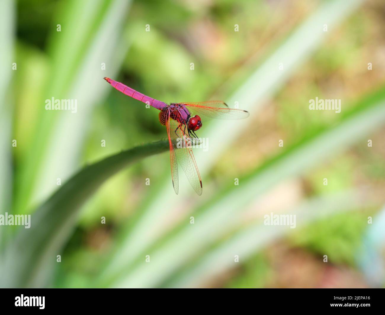 Purpurrote Marsh Glider Libelle oder Trithemis aurora auf Ananasblatt, schöne rosa Libelle mit roten Augen, Predator Insekt auf mit natürlichem grünem Bac Stockfoto