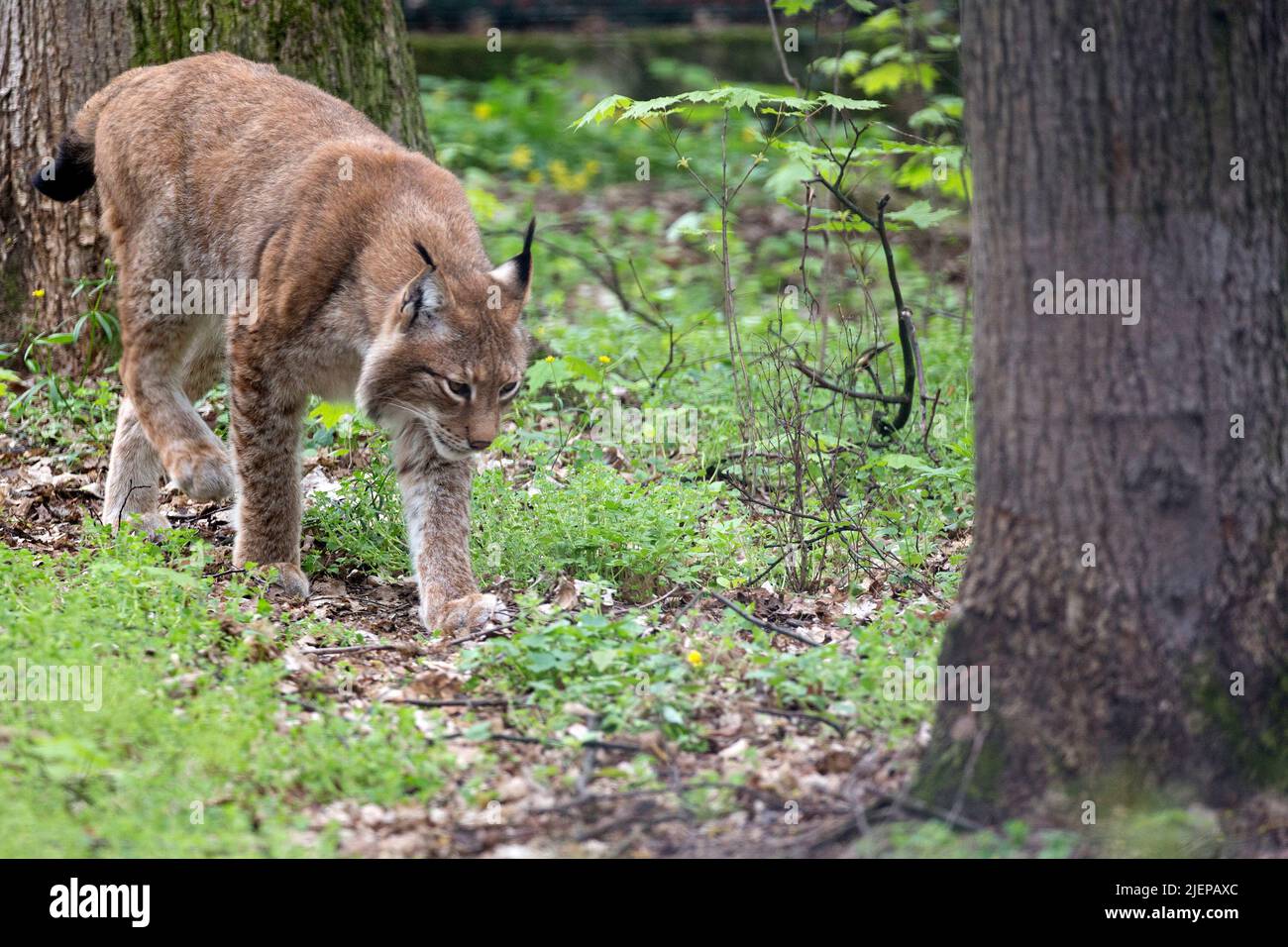 Lynx auf der Flucht im Wald Stockfoto