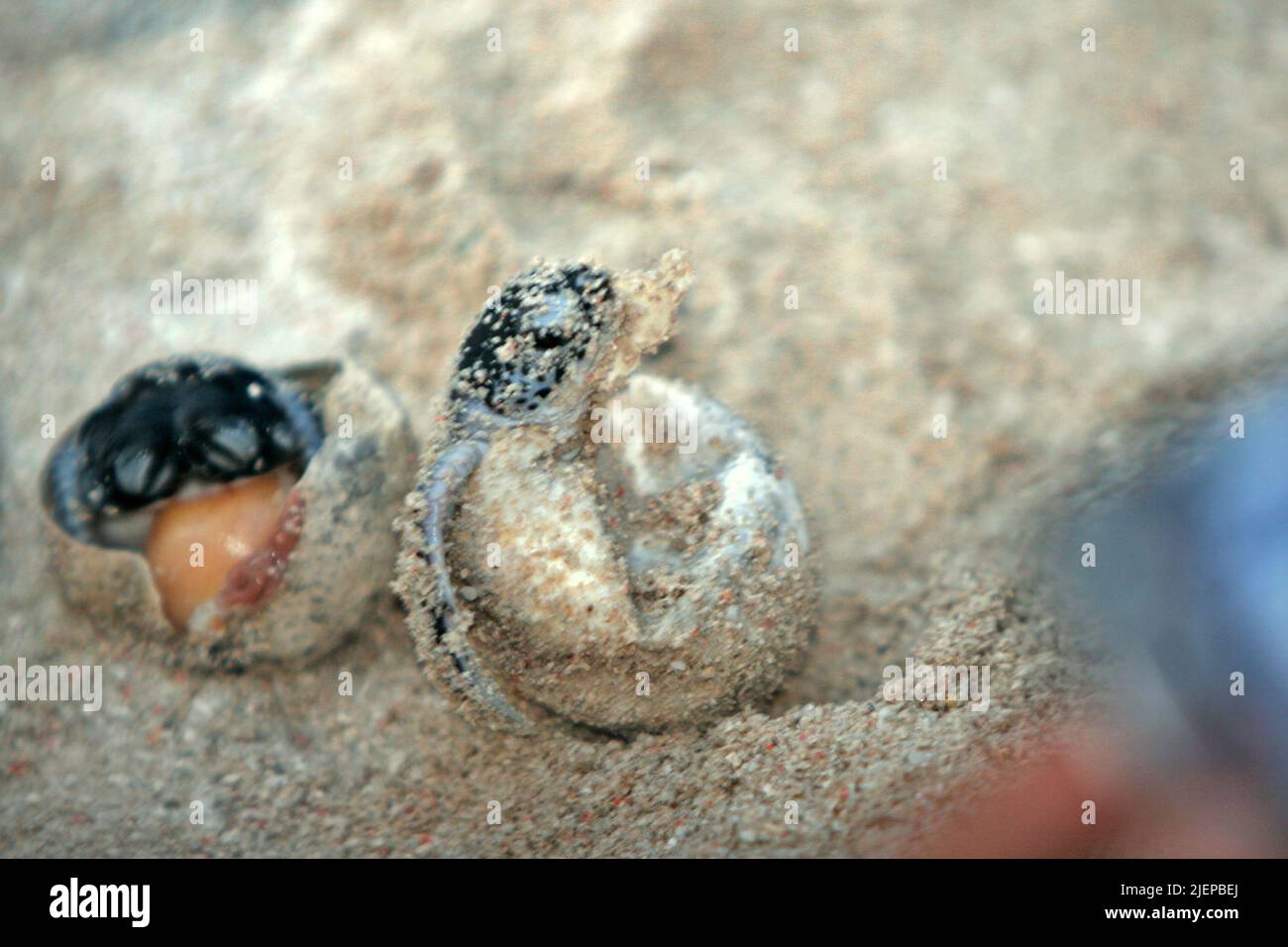 Babys von grünen Meeresschildkröten (Chelonia mydas) schlüpfen am Strand in der Brutstätte für Meeresschildkröten auf der Insel Sangalaki, einer Insel, die dem Schutz von Meeresschildkröten gewidmet ist und Teil des Berau Marine Protected Area innerhalb des Derawan-Archipels in Berau, Ost-Kalimantan, Indonesien. Stockfoto