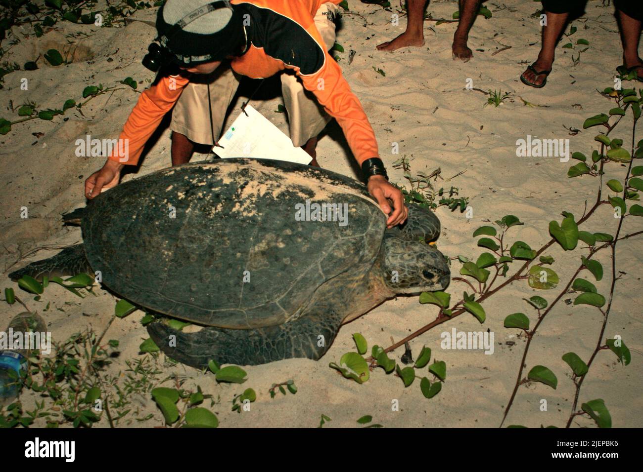 Ein freiwilliger Schutzarbeiter, der die Länge einer grünen Meeresschildkröte (Chelonia mydas) misst, nachdem sie ihre Eier auf der Sangalaki-Insel gelegt hat, einer Insel, die dem Schutz von Meeresschildkröten gewidmet ist und Teil des Berau Marine Protected Area innerhalb des Derawan-Archipels in Berau, Ost-Kalimantan, Indonesien. Stockfoto