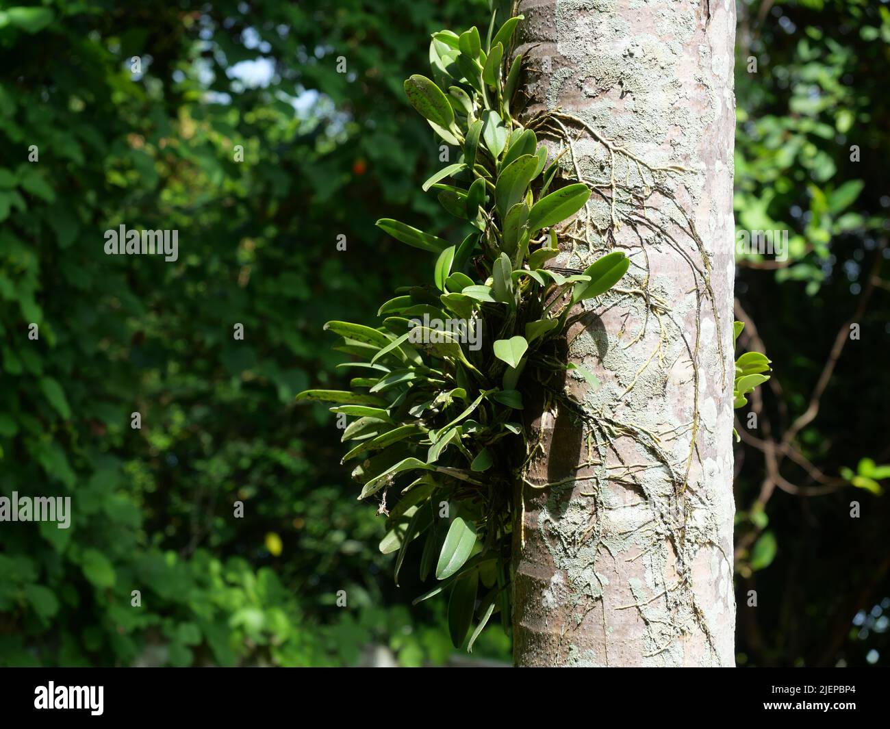 Gelber Honigduft Orchideenbaum ( Dendrobium lindleyi ) auf dem Stamm der Palme mit natürlichem grünem Hintergrund Stockfoto