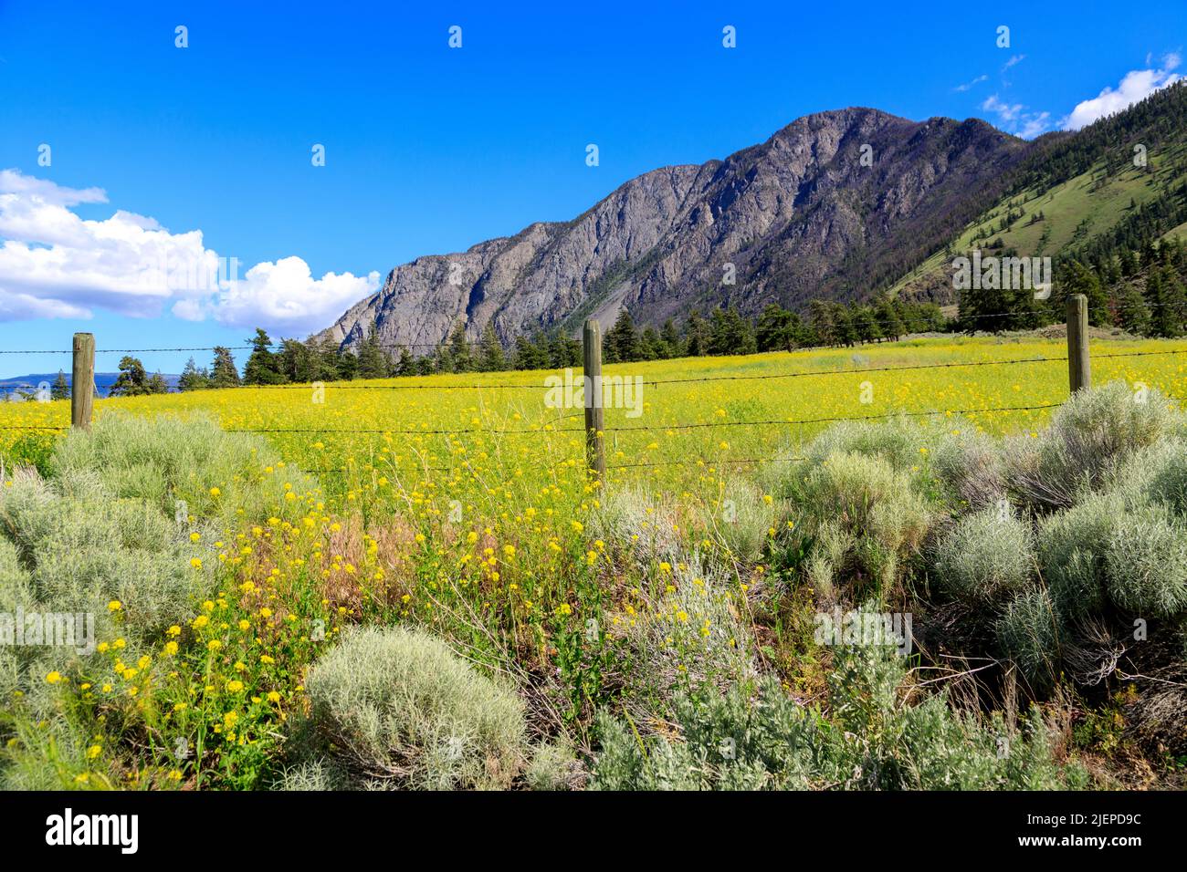 Kanadische Landschaft mit Senfblumen auf einem Feld im Similkameen Valley in der Nähe von Keremeos, British Columbia, Kanada. Stockfoto