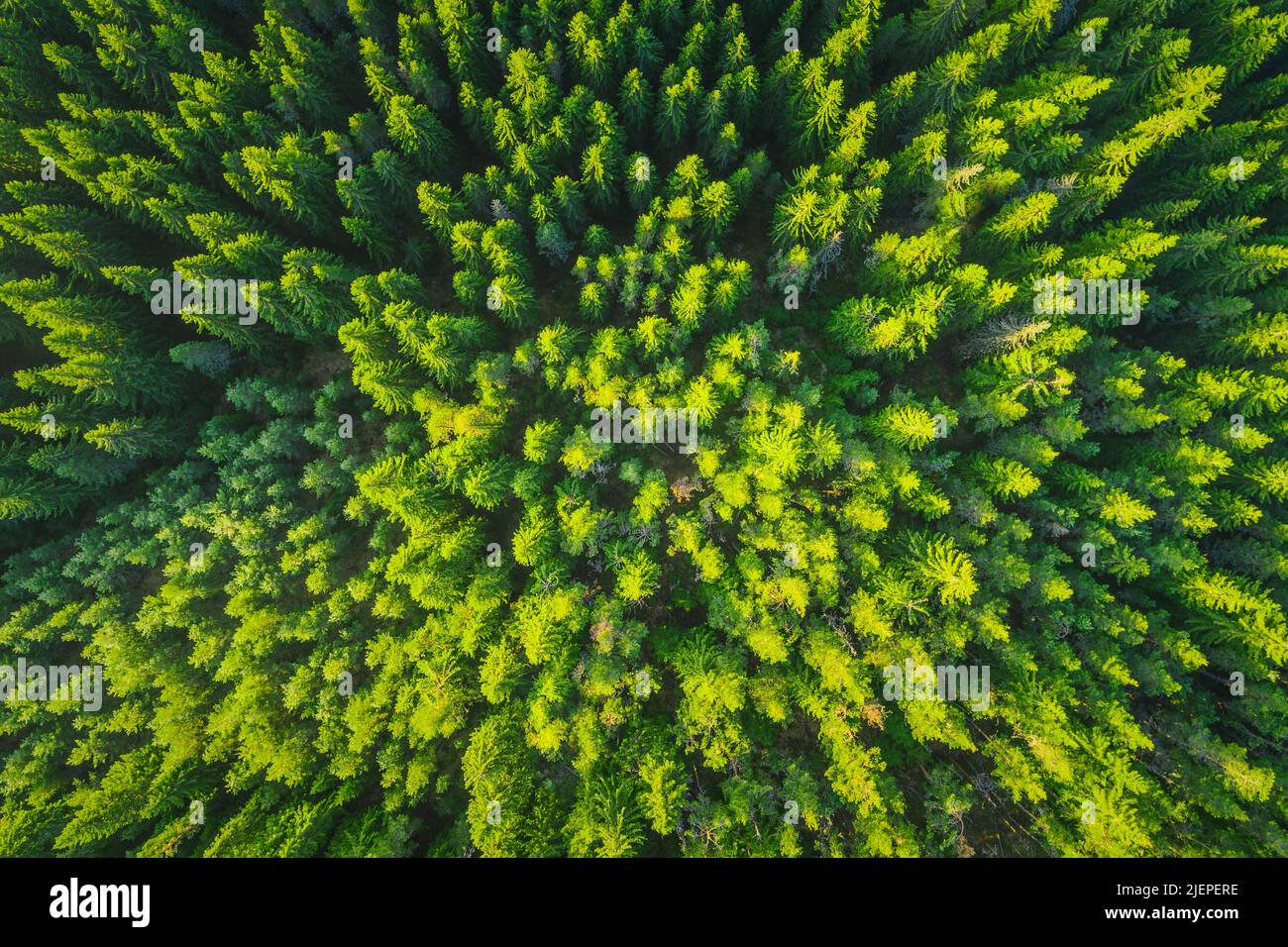 Wald als Textur Hintergrund Luftbild. Grüne Pinien. Stockfoto