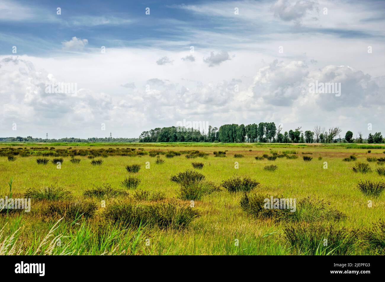Landschaft mit Grasklumpen in einem sumpfigen Teil der Region Noordwaard im Nationalpark Biesbosch Stockfoto