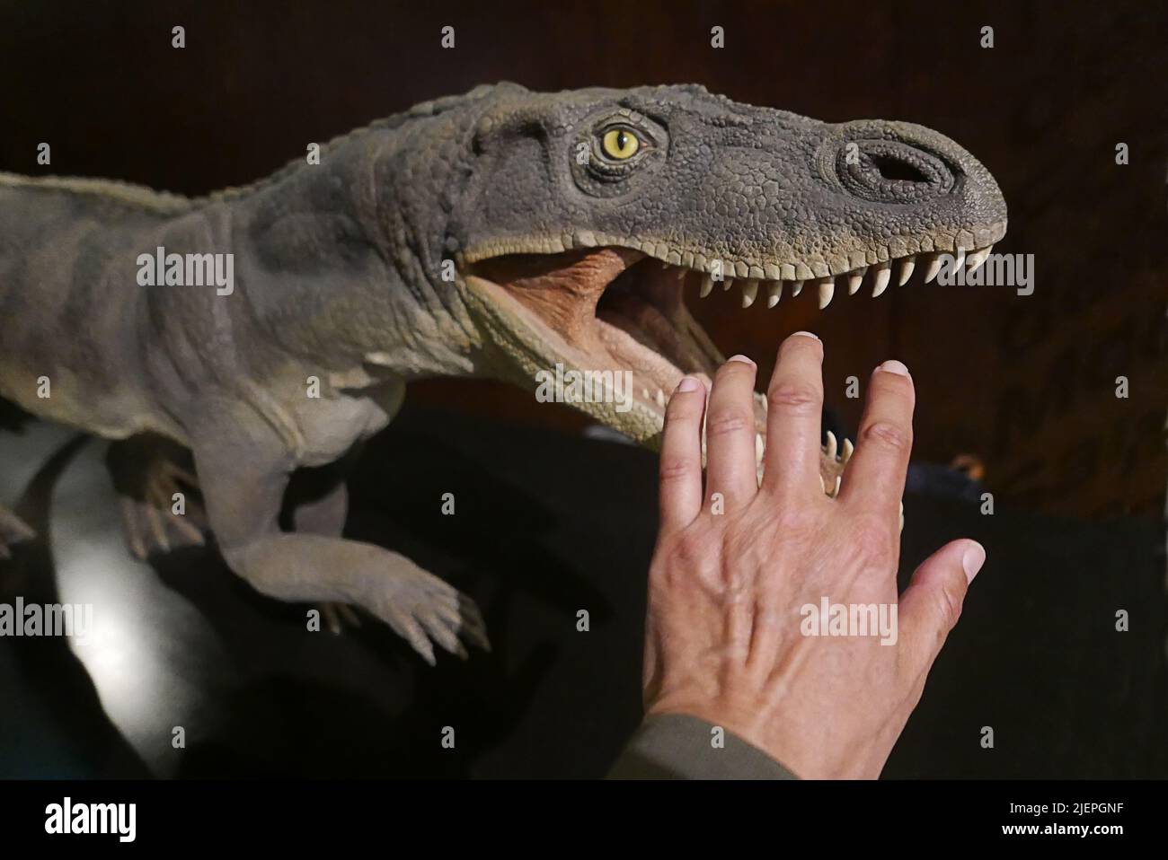 Fleischfresser Dinosaurier Angriff, Tier Gewalt Konzept Stockfoto