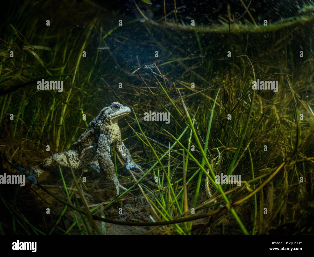 Eine gewöhnliche Kröte - Bufo Bufo - schoss nachts in einem grasbewachsenen Graben unter Wasser. Die Kröte wird von einem Scheinwerfer beleuchtet. Stockfoto