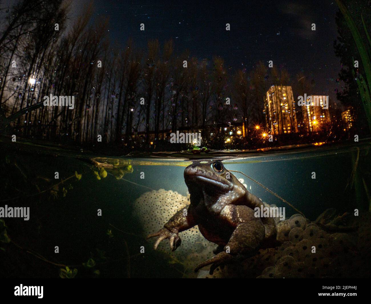 Ein gewöhnlicher Frosch - rena temporaria - laicht in der Nacht unter Frosch. Im Hintergrund sind die Mond- und Turmblöcke zu sehen. Glasgow, Schottland. Stockfoto