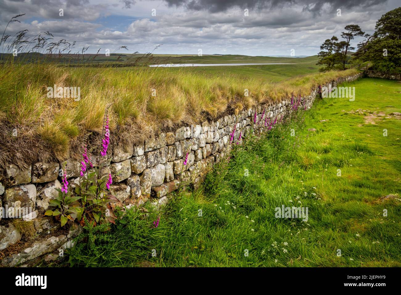 Foxgloves wächst gegen Hadrians Mauer in der Nähe von Housesteads Roman Fort, Northumberland, England Stockfoto