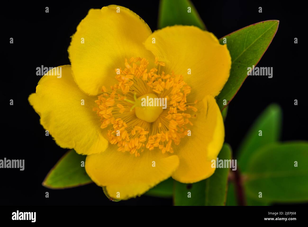 Hypericum Hidcote wächst in einem Devon Country Garden. Stockfoto