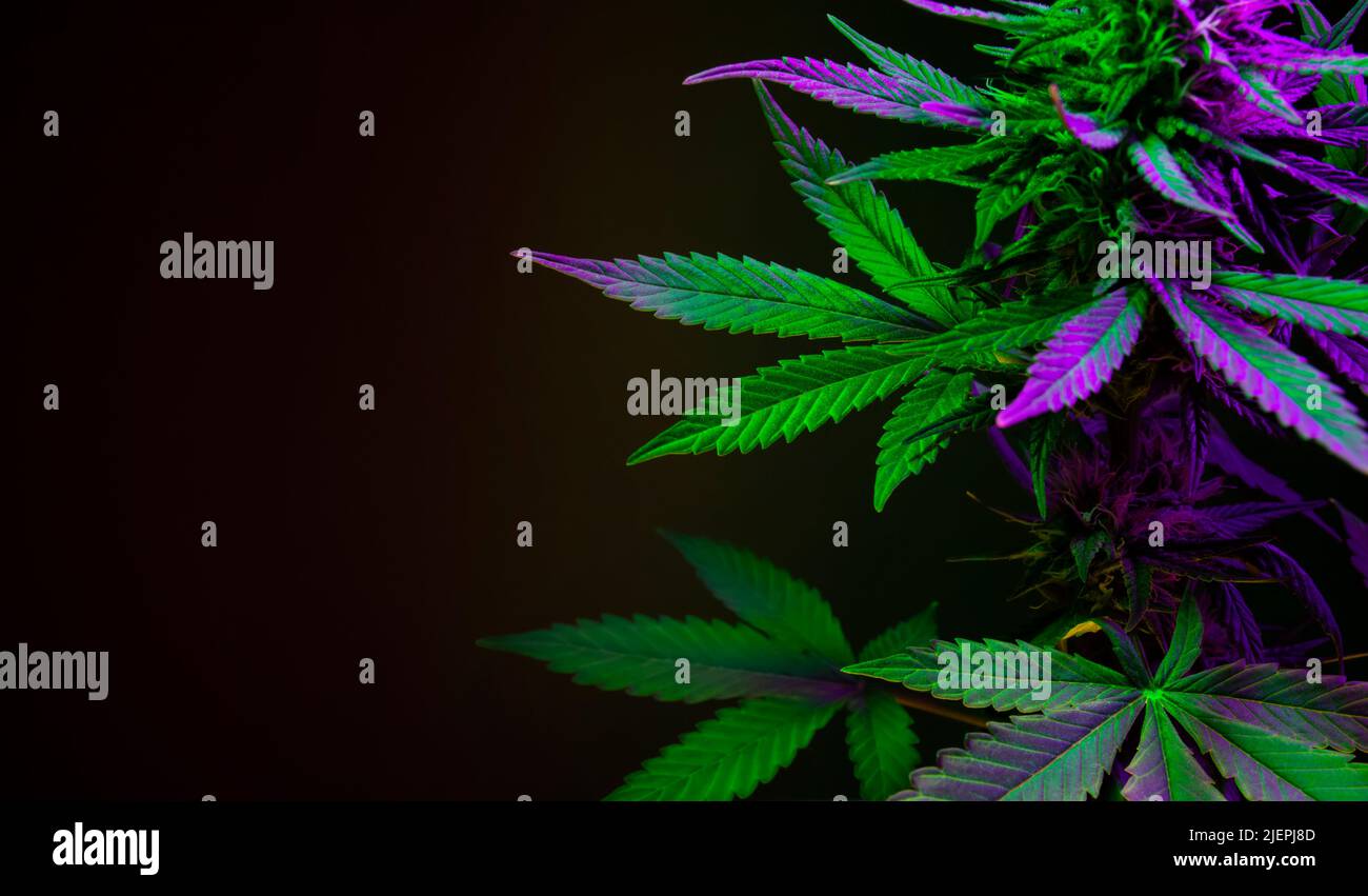 Blätter der Marihuanapflanze auf schwarzem Hintergrund. Grünes und violettes Cannabislaub. Banner mit großen Cannabisblättern und leerem Platz für Text. Künstlerische p Stockfoto